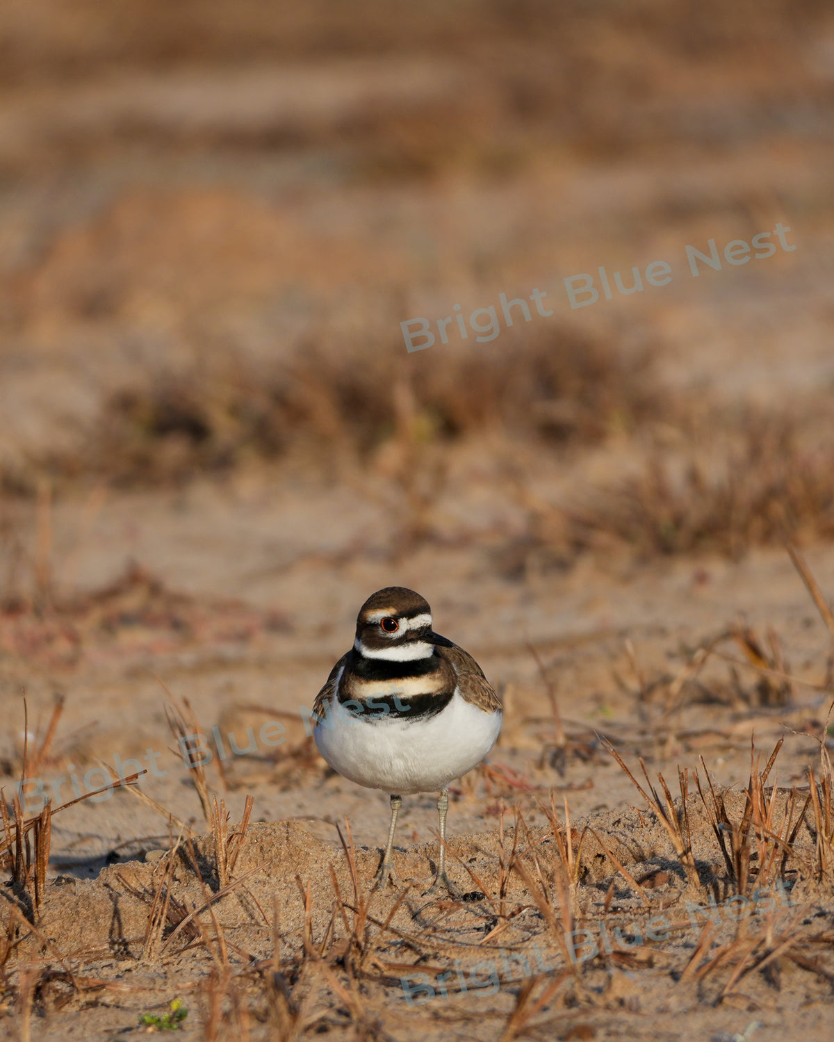 Bird on Beach