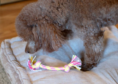 ThoozyPet 2-Knot Rope Dog Toy Yellow / Pink 8.5"