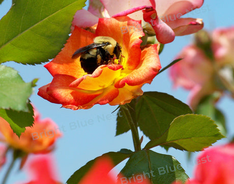 Bee on Rose