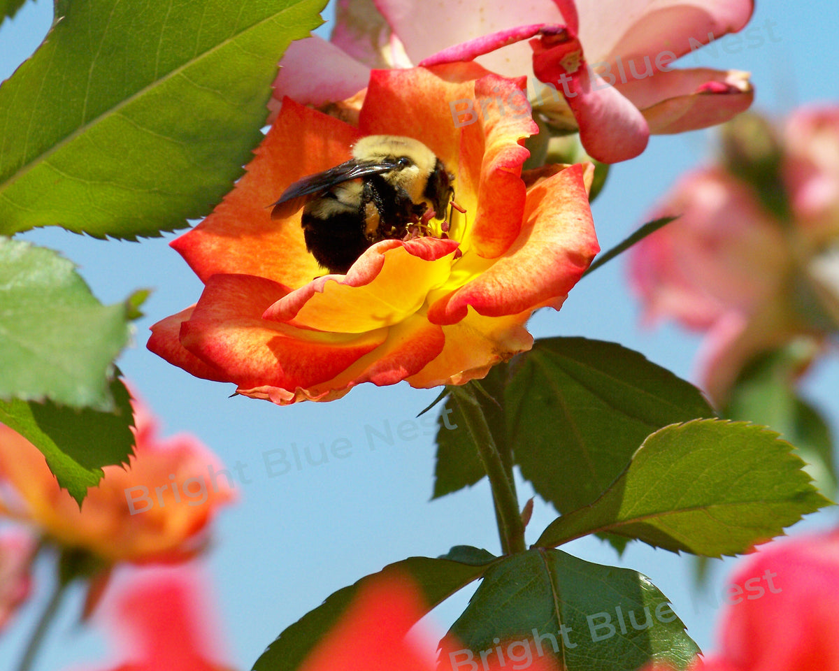 Bee on Rose