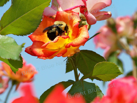 Bee on Rose
