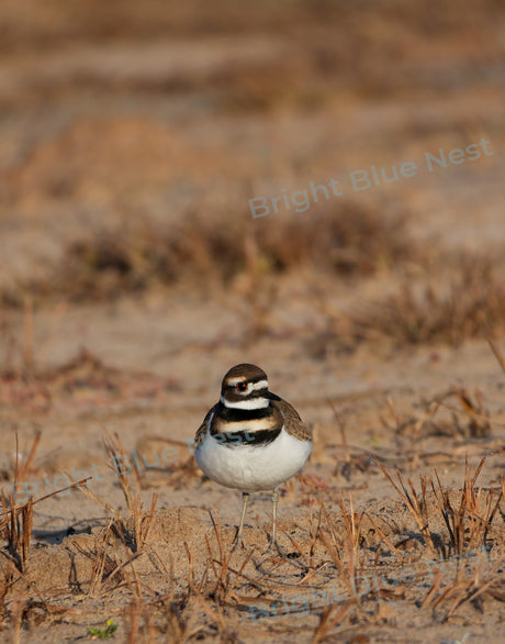 Bird on Beach