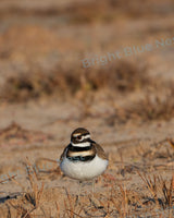 Bird on Beach