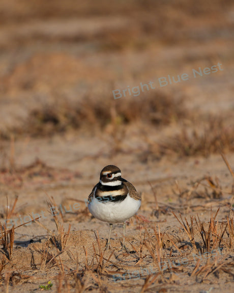 Bird on Beach