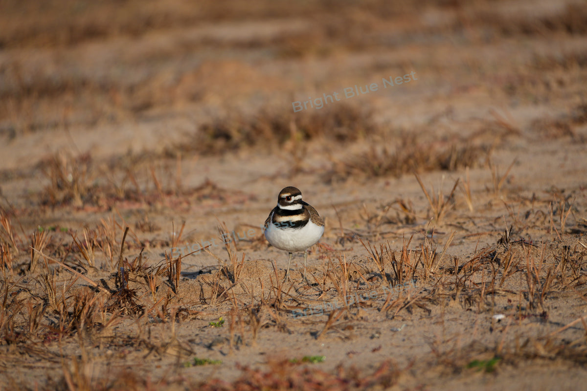 Bird on Beach