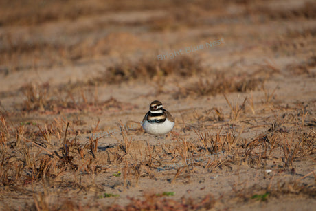 Bird on Beach