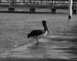 Pelican Black & White Photo