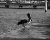 Pelican Black & White Photo