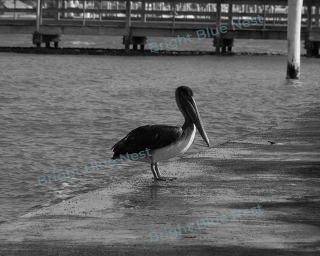 Pelican Black & White Photo