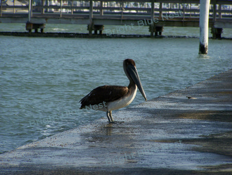 Pelican Black & White Photo