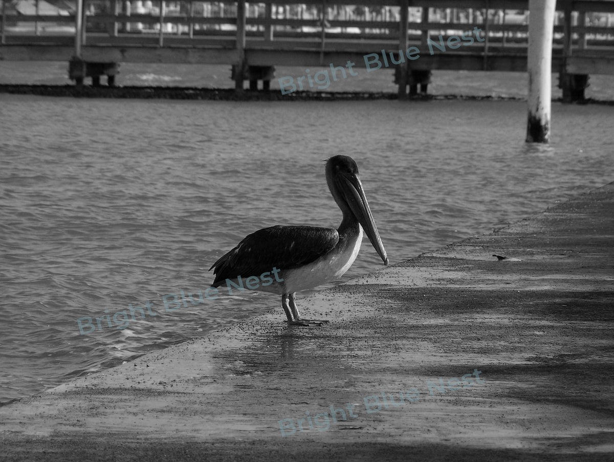 Pelican Black & White Photo