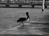 Pelican Black & White Photo