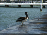 Pelican Black & White Photo