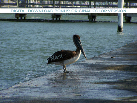 Pelican Black & White Photo